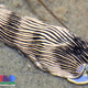 Illustration for article titled Striking Photographs Of Sea Slugs Expose The Alien World Under the Sea